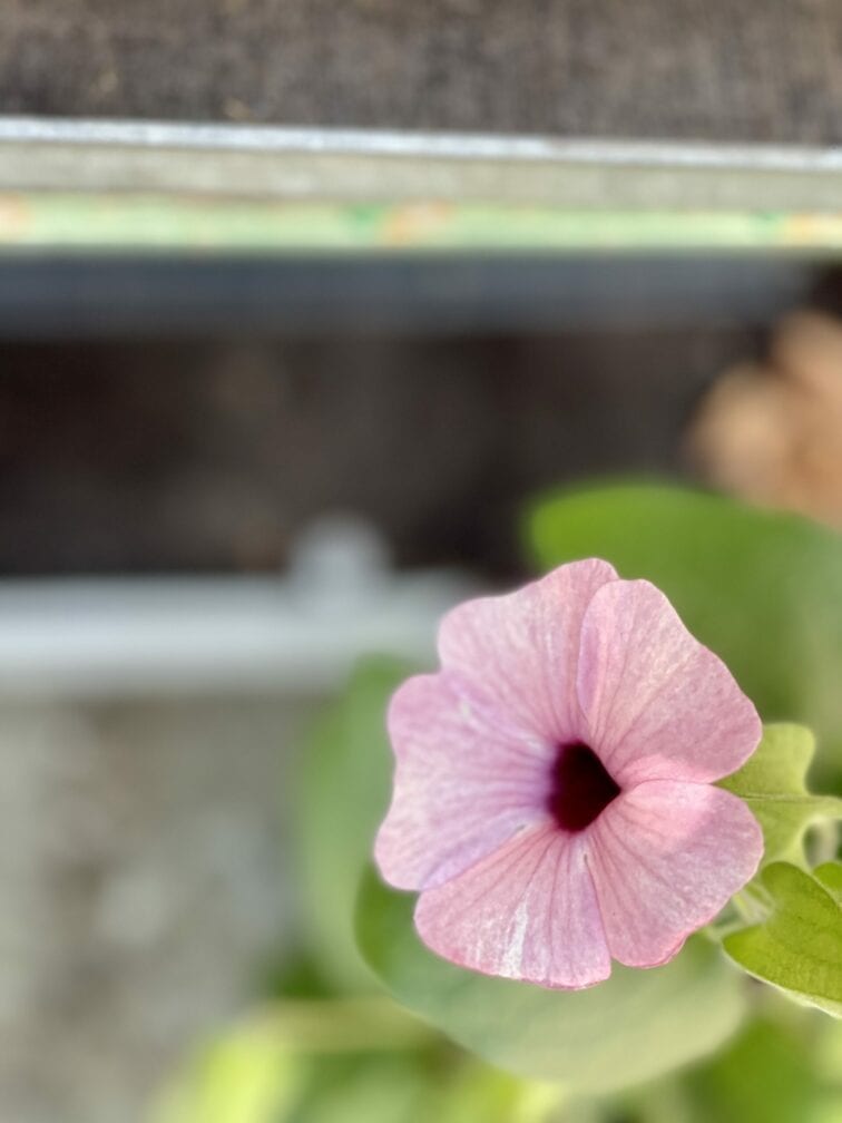 Zdjęcie rośliny Thunbergia alata Rosa, ujęcie 2