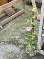 Zdjęcie rośliny Thunbergia alata Rosa, ujęcie 3