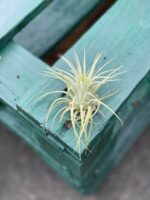 Zdjęcie rośliny Tillandsia Ionantha (Oplątwa), ujęcie 1