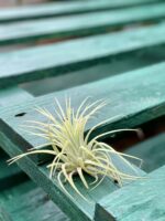 Zdjęcie rośliny Tillandsia Ionantha (Oplątwa), ujęcie 2