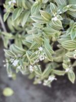 Zdjęcie rośliny Tradescantia albiflora albovittata, ujęcie 2