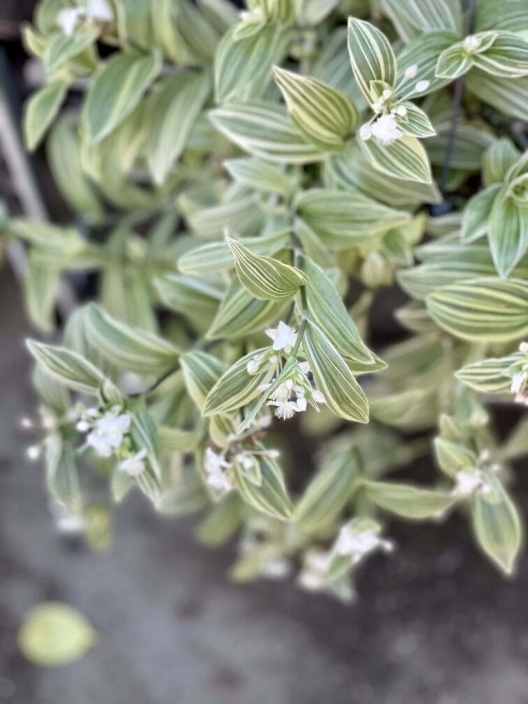 Zdjęcie rośliny Tradescantia albiflora albovittata, ujęcie 2