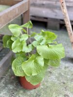 Zdjęcie rośliny Wasabi japonica (Chrzan japoński), ujęcie 1