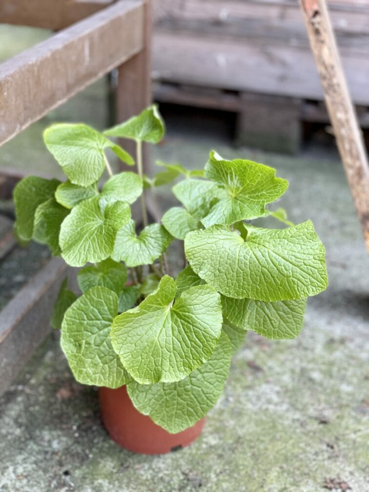 Zdjęcie rośliny Wasabi japonica (Chrzan japoński), ujęcie 1