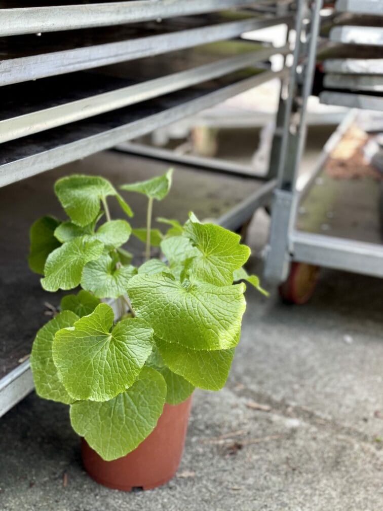 Zdjęcie rośliny Wasabi japonica (Chrzan japoński), ujęcie 2