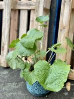 Zdjęcie rośliny Wasabi japonica (Chrzan japoński), ujęcie 1