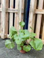 Zdjęcie rośliny Wasabi japonica (Chrzan japoński), ujęcie 2