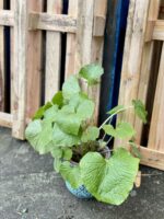 Zdjęcie rośliny Wasabi japonica (Chrzan japoński), ujęcie 3