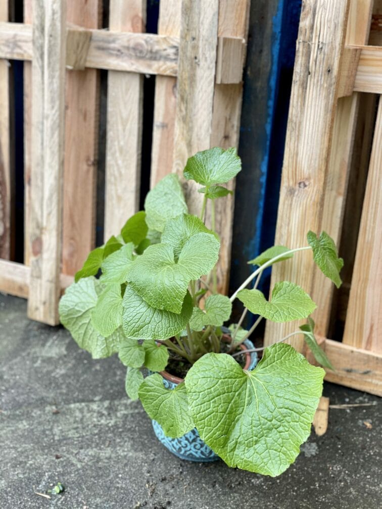Zdjęcie rośliny Wasabi japonica (Chrzan japoński), ujęcie 3