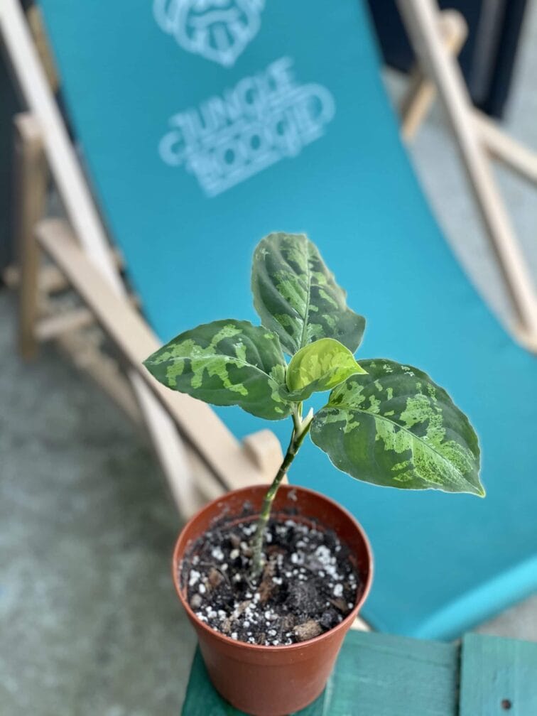 aglaonema-pictum-tricolor_1-1_1624267865.jpg Zdjęcie rośliny Aglaonema pictum tricolor, ujęcie 1