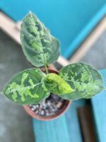 Zdjęcie rośliny Aglaonema pictum tricolor, ujęcie 2