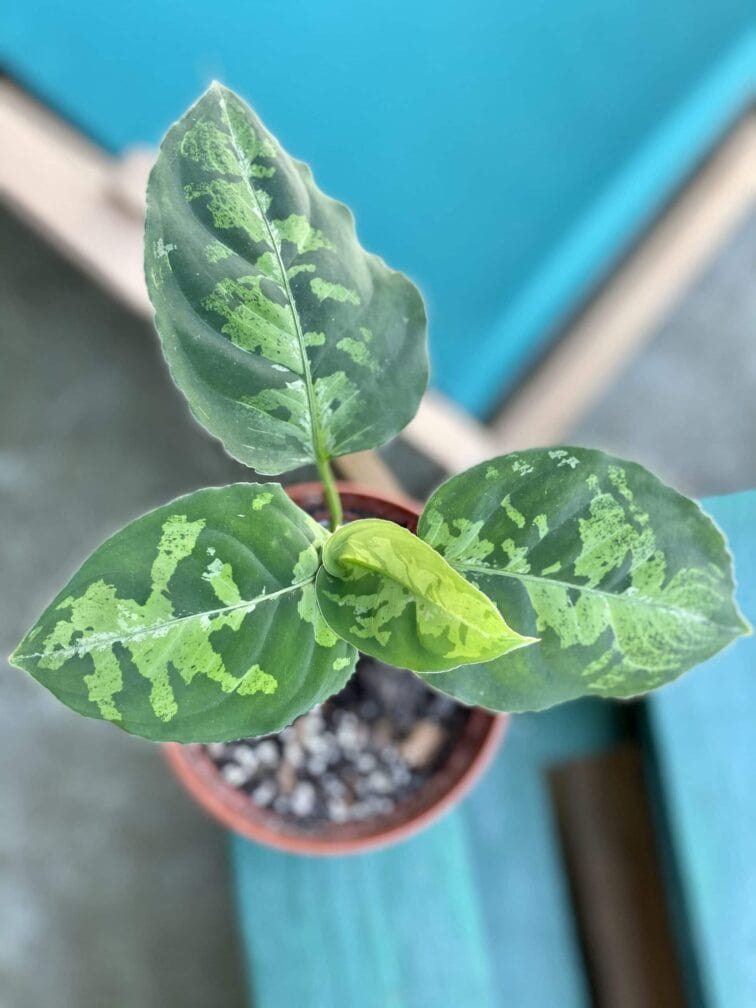 Zdjęcie rośliny Aglaonema pictum tricolor, ujęcie 2