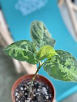 Zdjęcie rośliny Aglaonema pictum tricolor, ujęcie 3
