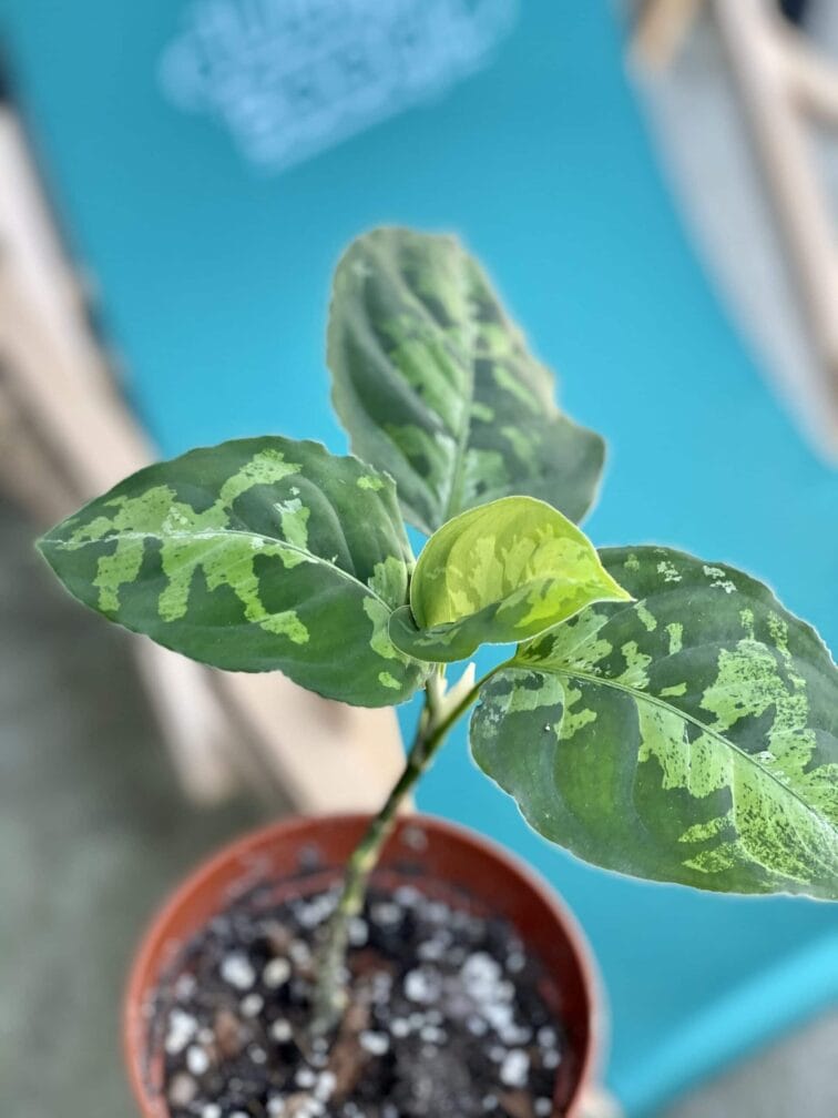 Zdjęcie rośliny Aglaonema pictum tricolor, ujęcie 3