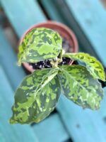 Zdjęcie rośliny Aglaonema pictum tricolor, ujęcie 1