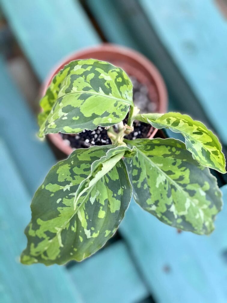 aglaonema-pictum-tricolor_2-1_1624269050.jpg Zdjęcie rośliny Aglaonema pictum tricolor, ujęcie 1