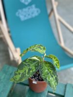 Zdjęcie rośliny Aglaonema pictum tricolor, ujęcie 2