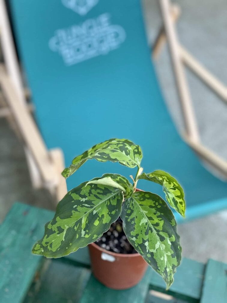 Zdjęcie rośliny Aglaonema pictum tricolor, ujęcie 2
