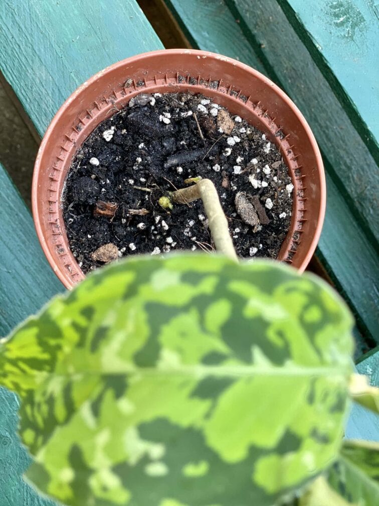 Zdjęcie rośliny Aglaonema pictum tricolor, ujęcie 3