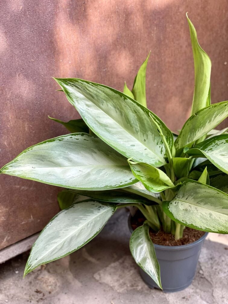Zdjęcie rośliny Aglaonema Silverado, ujęcie 1