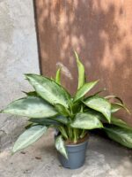 Zdjęcie rośliny Aglaonema Silverado, ujęcie 2