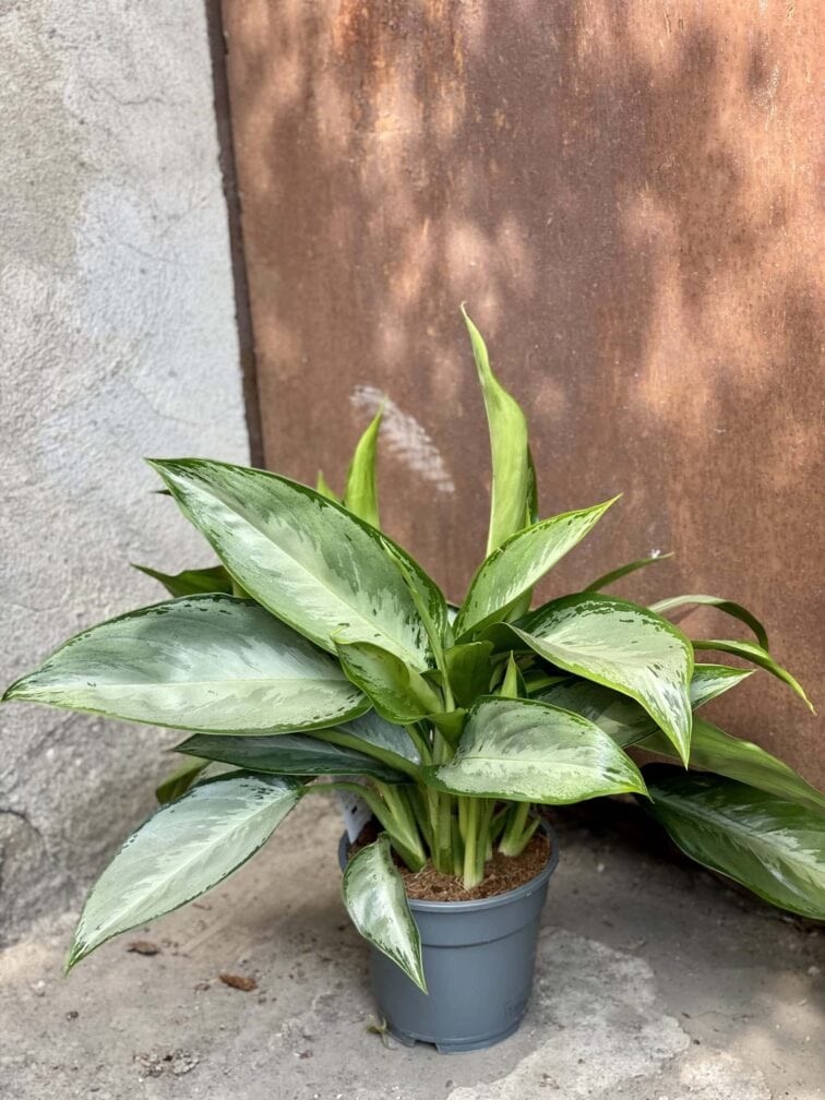 Zdjęcie rośliny Aglaonema Silverado, ujęcie 2