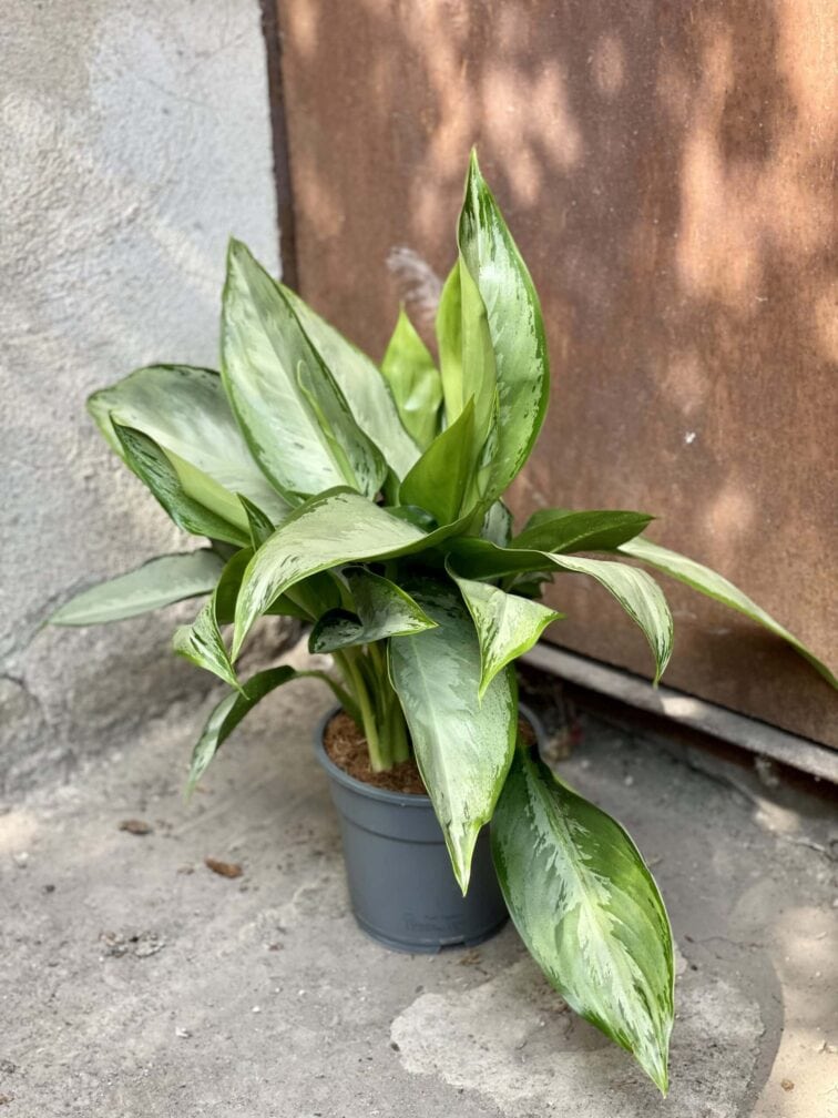 Zdjęcie rośliny Aglaonema Silverado, ujęcie 3