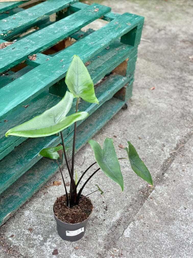Zdjęcie rośliny Alocasia Black Zebrina, ujęcie 3