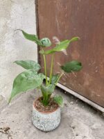 Zdjęcie rośliny Alocasia cucullata, ujęcie 1