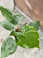 Zdjęcie rośliny Alocasia cucullata, ujęcie 2