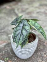 Zdjęcie rośliny Alocasia Dragon Scale, ujęcie 1