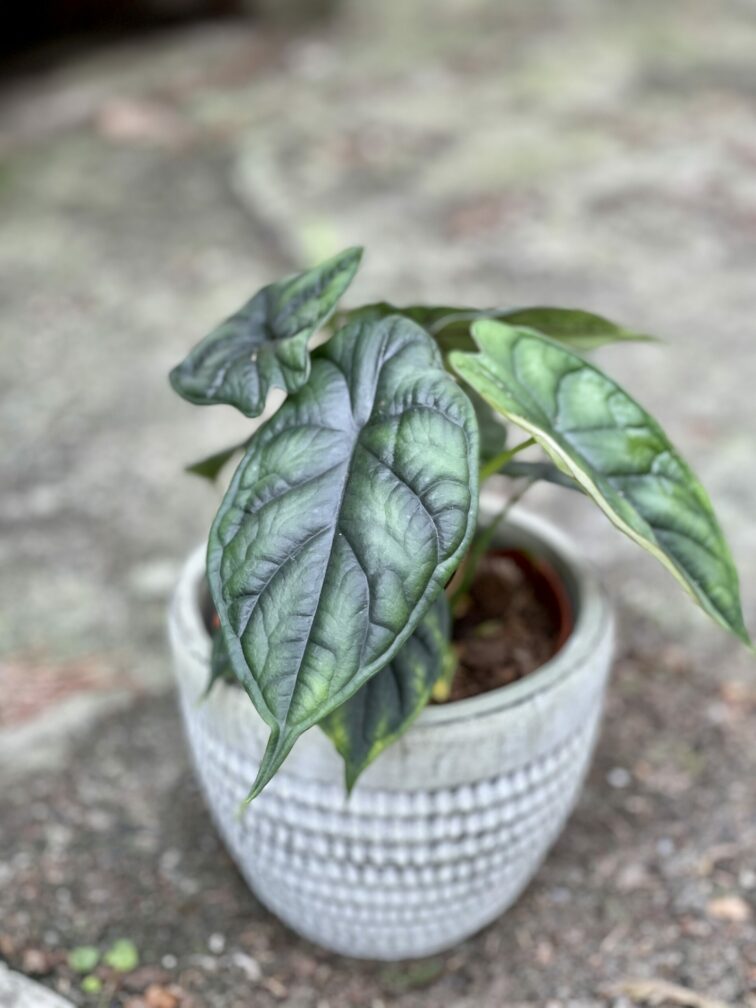 Zdjęcie rośliny Alocasia Dragon Scale, ujęcie 1