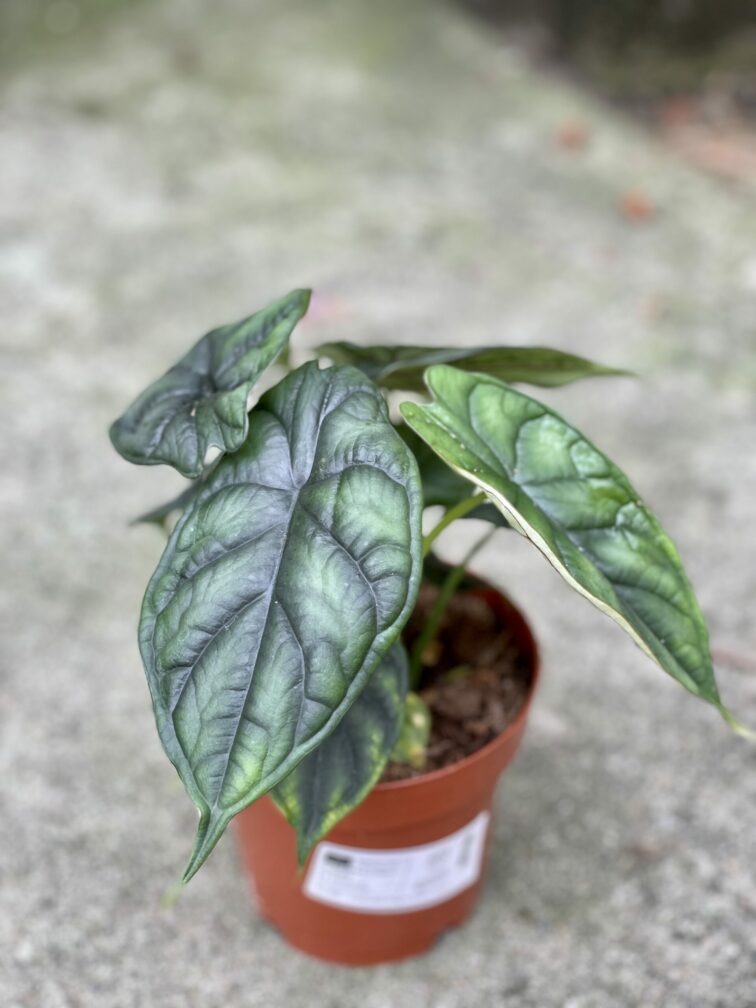 Zdjęcie rośliny Alocasia Dragon Scale, ujęcie 2