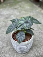 Zdjęcie rośliny Alocasia Dragon Scale, ujęcie 3