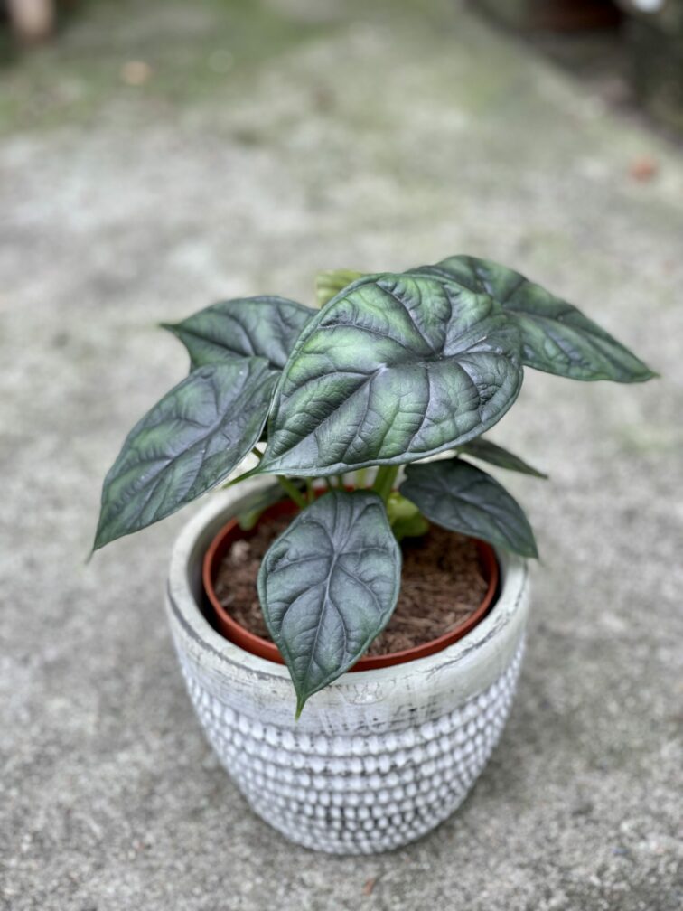 Zdjęcie rośliny Alocasia Dragon Scale, ujęcie 3
