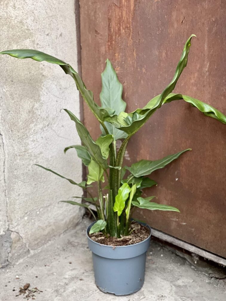 Zdjęcie rośliny Alocasia Green Lauterbachiana, ujęcie 3