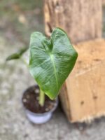 Zdjęcie rośliny Alocasia Macrorhiza, ujęcie 1