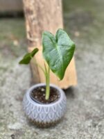 Zdjęcie rośliny Alocasia Macrorhiza, ujęcie 2