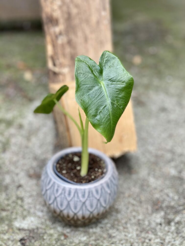 Zdjęcie rośliny Alocasia Macrorhiza, ujęcie 2