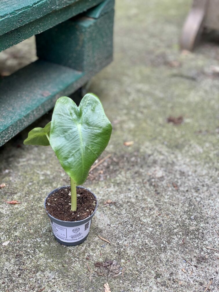 Zdjęcie rośliny Alocasia Macrorhiza, ujęcie 3