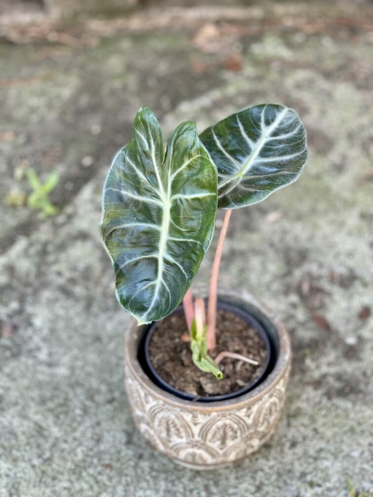 alocasia-pink-dragon_10x25-1_1624086405.jpg Zdjęcie rośliny Alocasia Pink Dragon, ujęcie 1