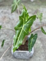 Zdjęcie rośliny Alocasia Sarian, ujęcie 1