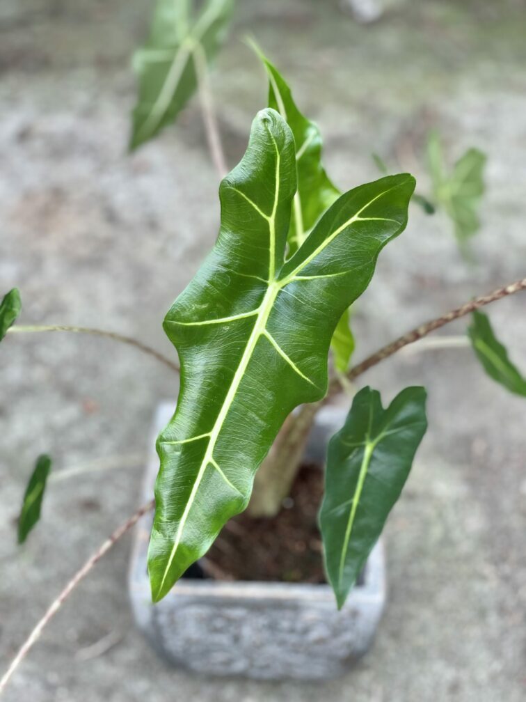alocasia-sarian_14x45-1_1623489633.jpg Zdjęcie rośliny Alocasia Sarian, ujęcie 1