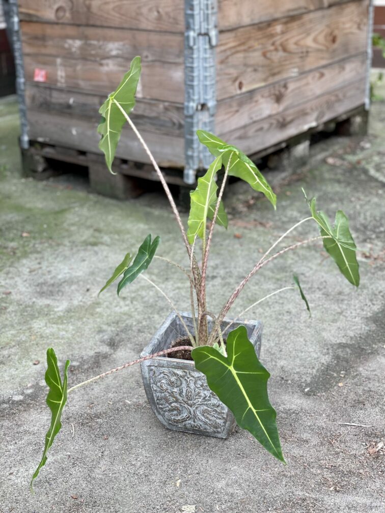 Zdjęcie rośliny Alocasia Sarian, ujęcie 2
