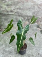 Zdjęcie rośliny Alocasia Sarian, ujęcie 3