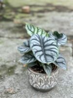 Zdjęcie rośliny Alocasia Silver Dragon, ujęcie 1