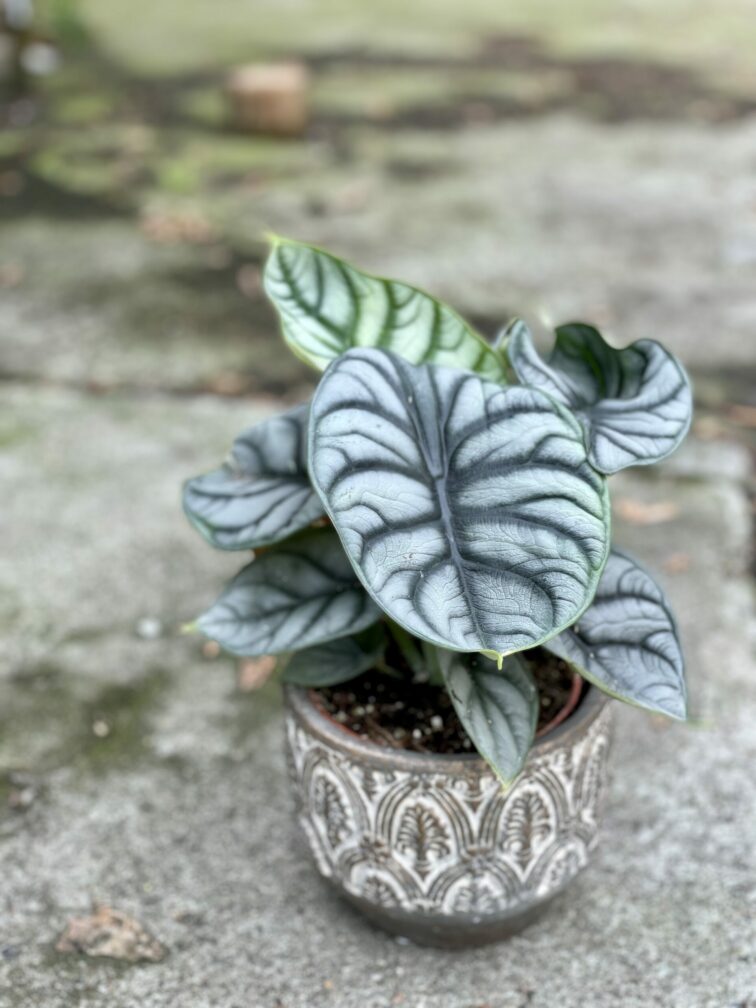 Zdjęcie rośliny Alocasia Silver Dragon, ujęcie 1
