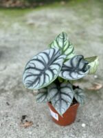 Zdjęcie rośliny Alocasia Silver Dragon, ujęcie 3