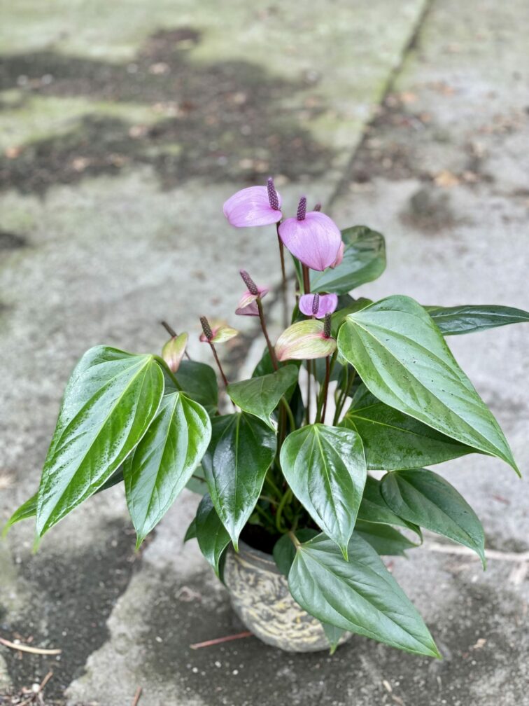 anthurium-purple-fiorino_14x50-1_1624692096.jpg Zdjęcie rośliny Anthurium Purple Fiorino, ujęcie 1