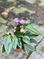 Zdjęcie rośliny Anthurium Purple Fiorino, ujęcie 3